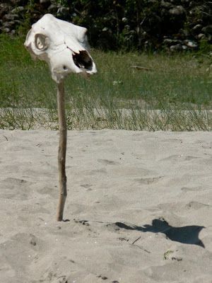 A skull is sticking out of the sand on a stick