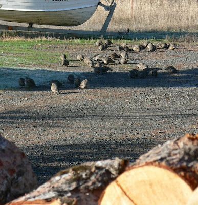 A group of birds are sitting on the ground near a boat.