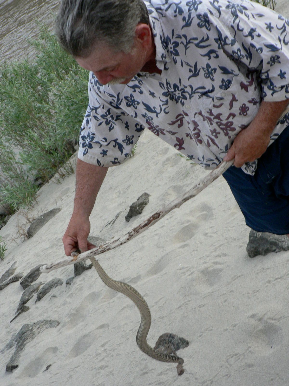 A man in a floral shirt is looking at a snake on the ground