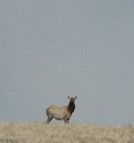 Deer Standing on Top of A Dry Grass Field