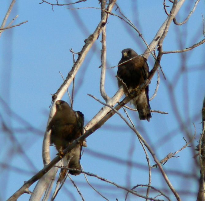 Two birds perched on a tree branch with a blue sky in the background