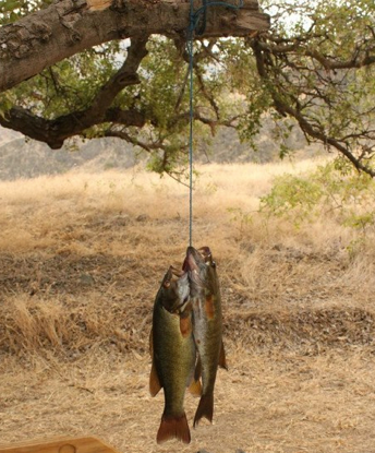 Two fish are hanging from a tree branch