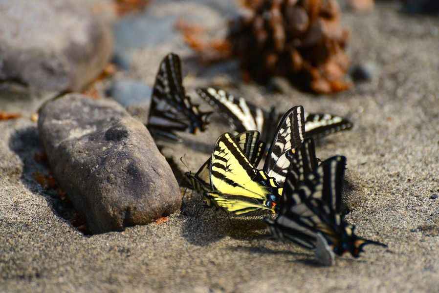 Group of Butterflies Are Sitting on Ground Next to A Rock