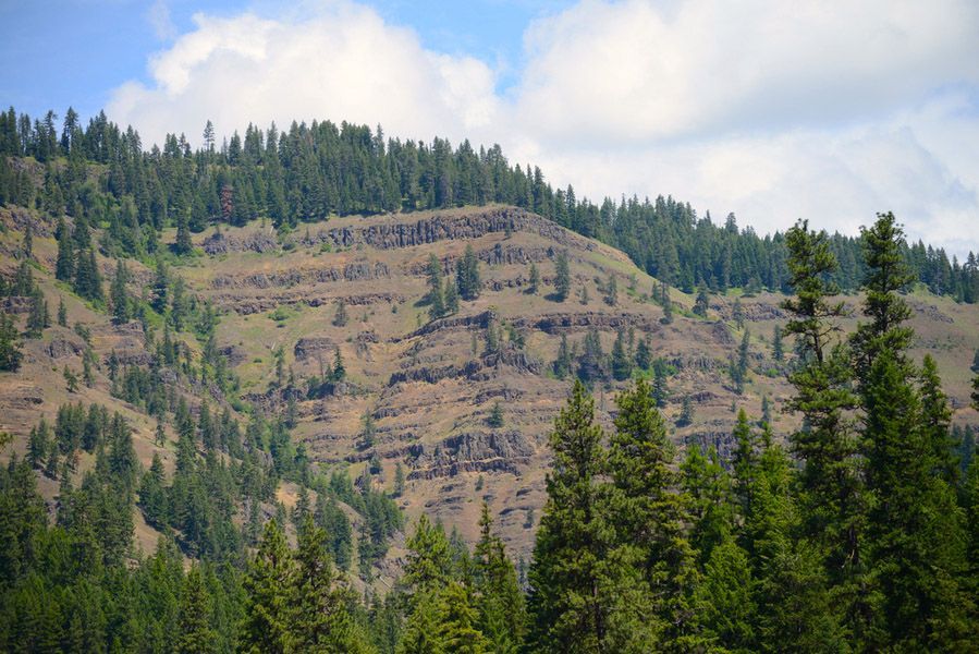 Mountain Covered in Trees on A Sunny Day with A Blue Sky