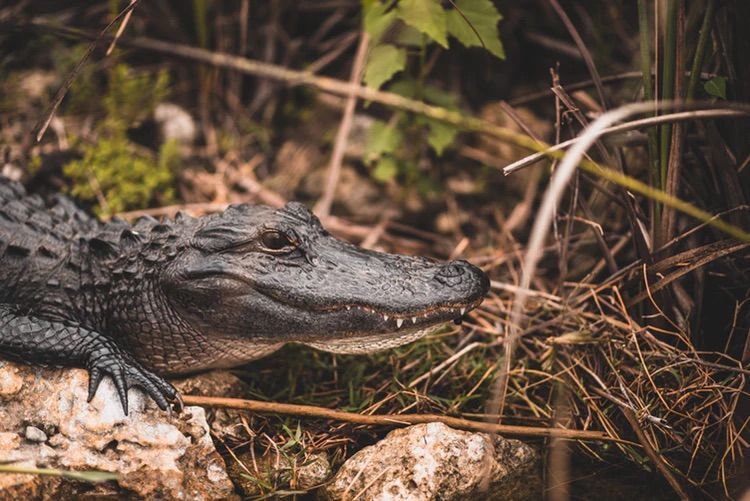 An alligator is laying on a rock in the grass.