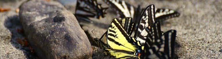 Butterflies Sitting on A Rock