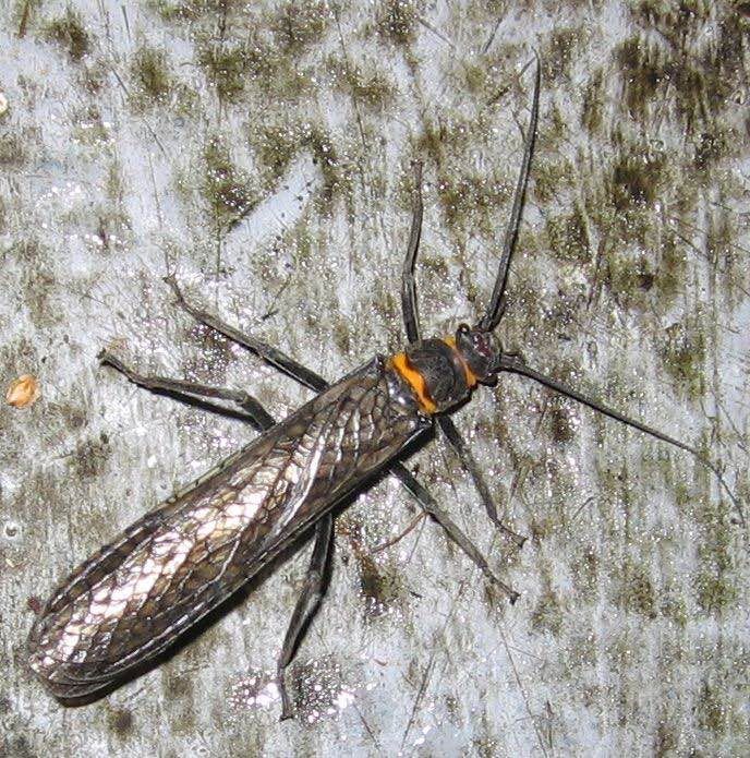 A close up of a bug on a gray surface