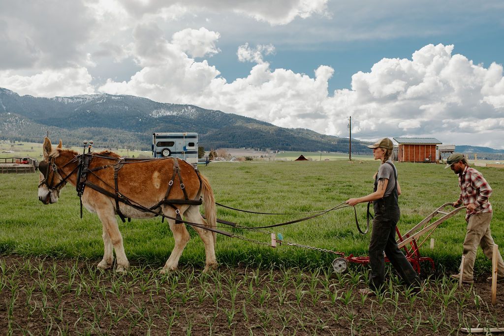 Person plowing a field with a donkey pulling a plow