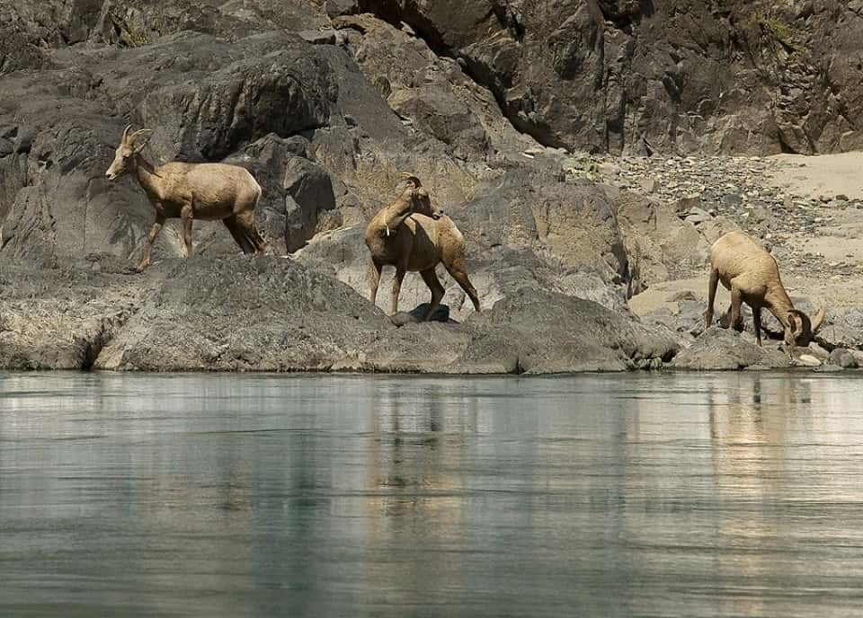 Three Sheep Standing on A Rock Near the River