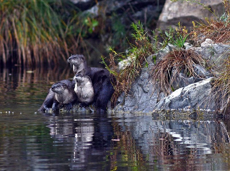 Two Otters Are Sitting on A Rock in The Water