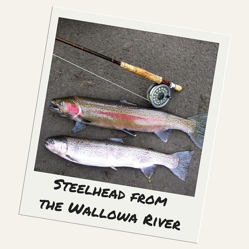 Picture of Two Fish with The Words Steelhead from The Wallowa River Below Them