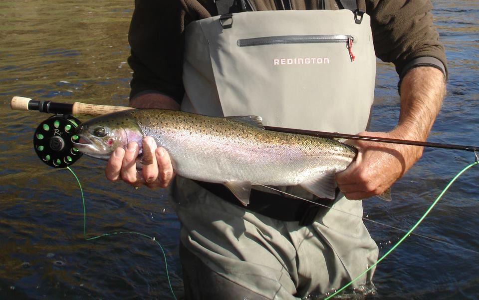 A man is holding a large rainbow trout in his hands.