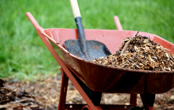 A wheelbarrow filled with mulch and a shovel.