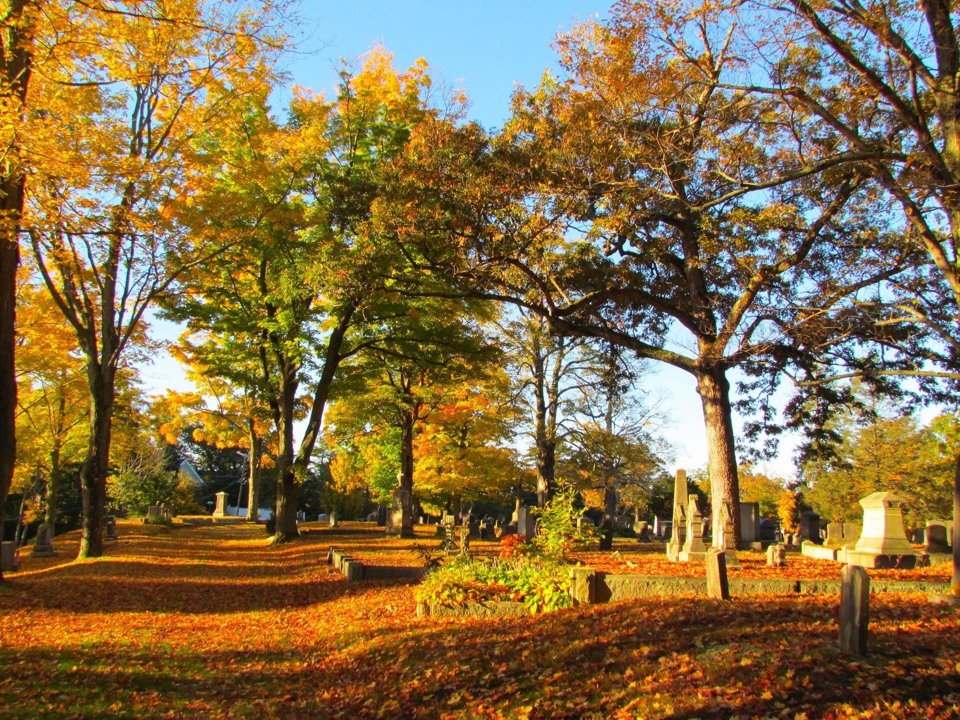 Autumn park with golden trees, fallen leaves, and sunlight over a grassy field