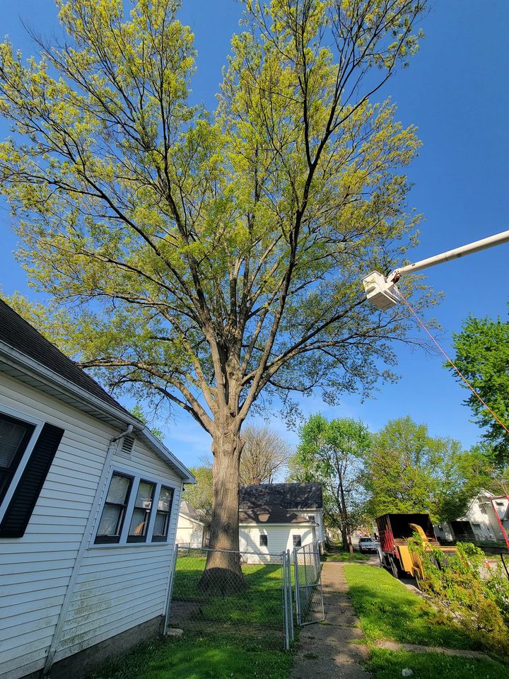 Man Cutting — Terre Haute, IN — Wabash Valley Tree Service