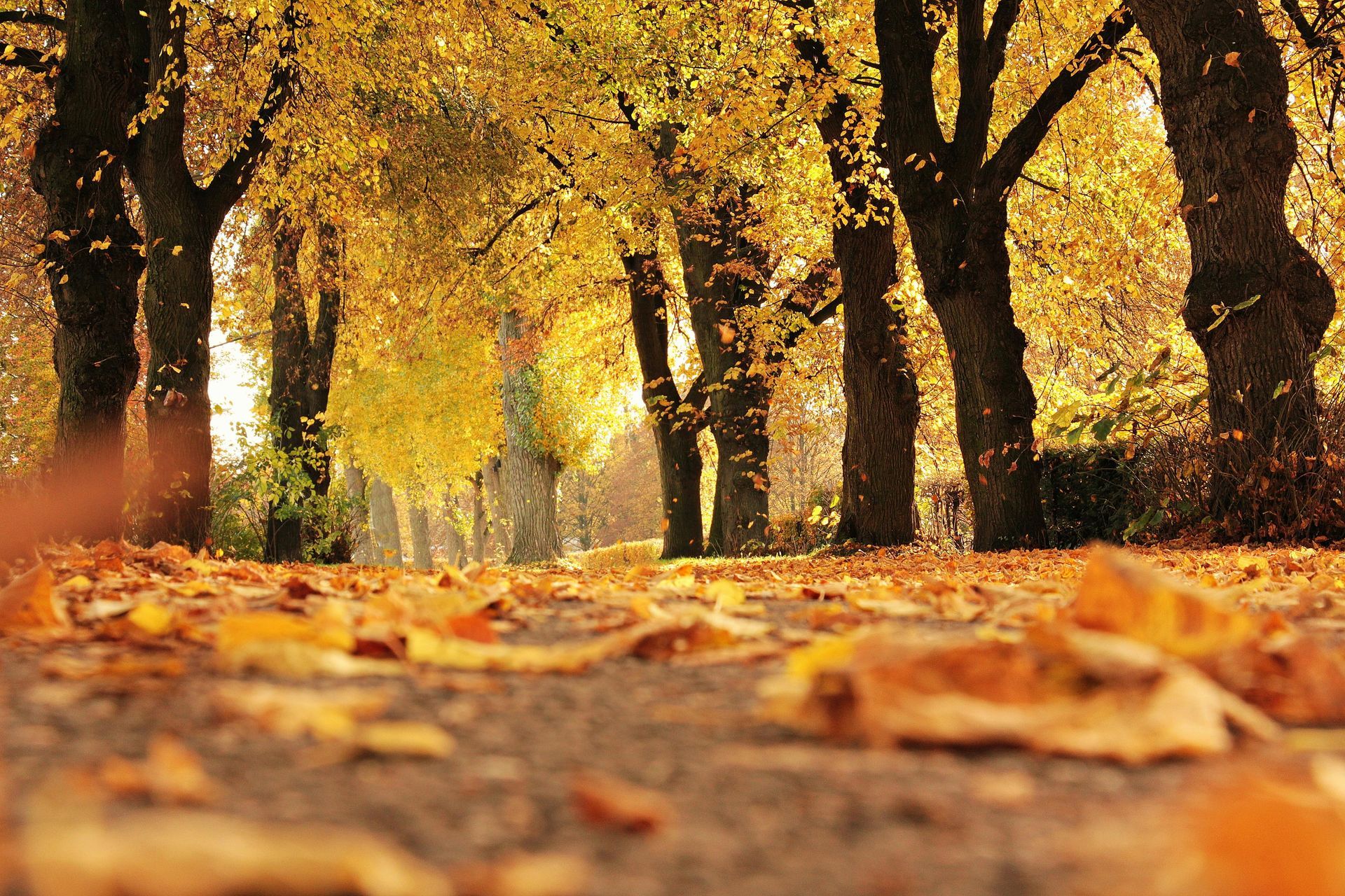 Pathway through trees with golden leaves, autumn scene.
