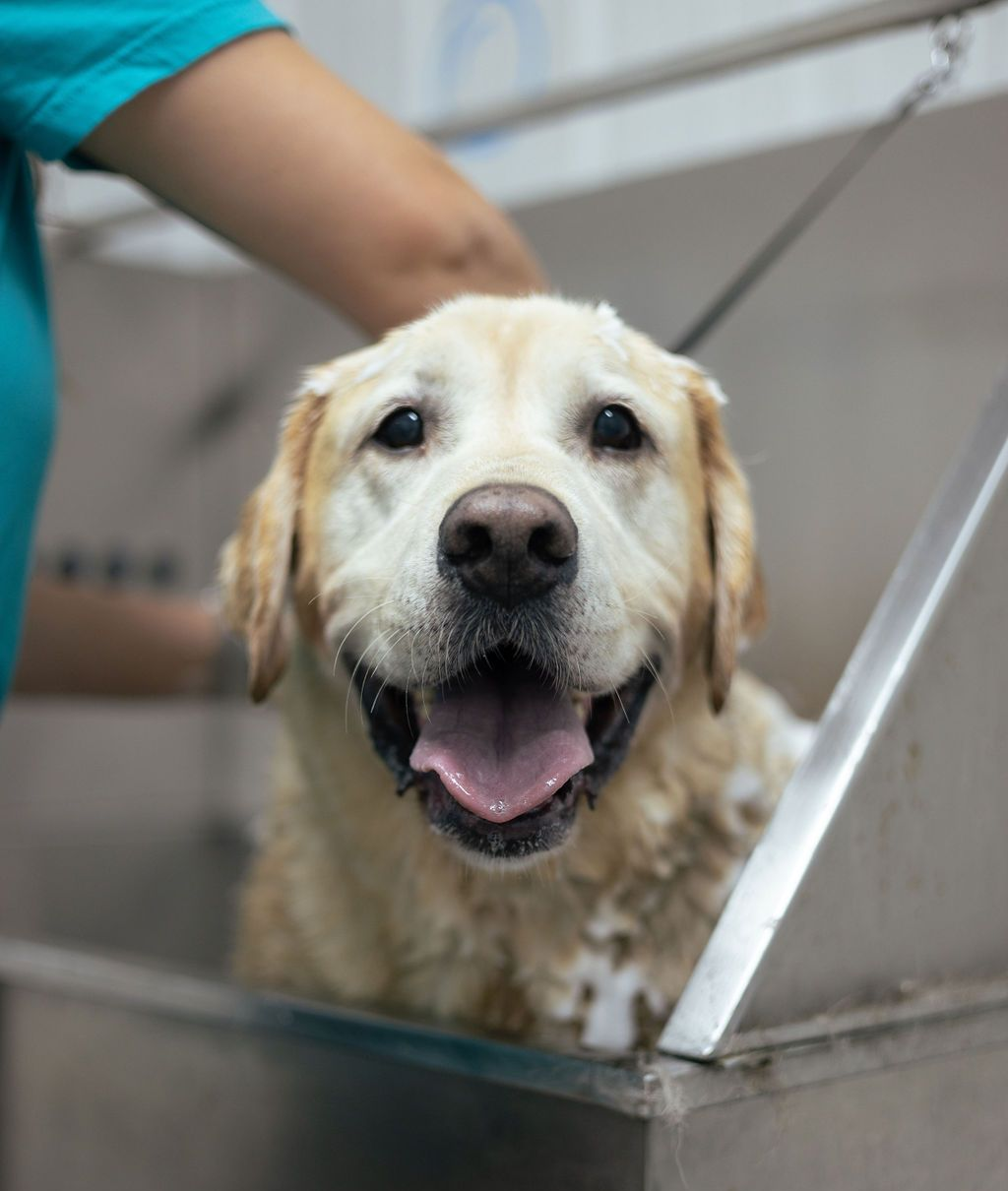 Yellow Labrador dog smiling in a dog wash tub, person's hand on the left, white tiles in the background.