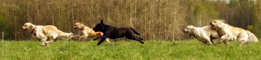 Five dogs running in a grassy field. The dogs are light and dark-colored, with a dark dog in the center.