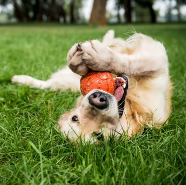 Golden retriever rolling in grass, holding orange ball with paws and mouth.