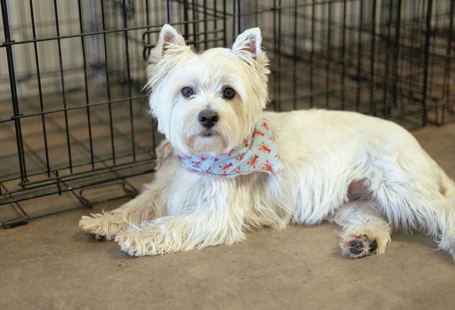 White West Highland Terrier wearing a blue patterned bandana, lying down in front of a wire crate.