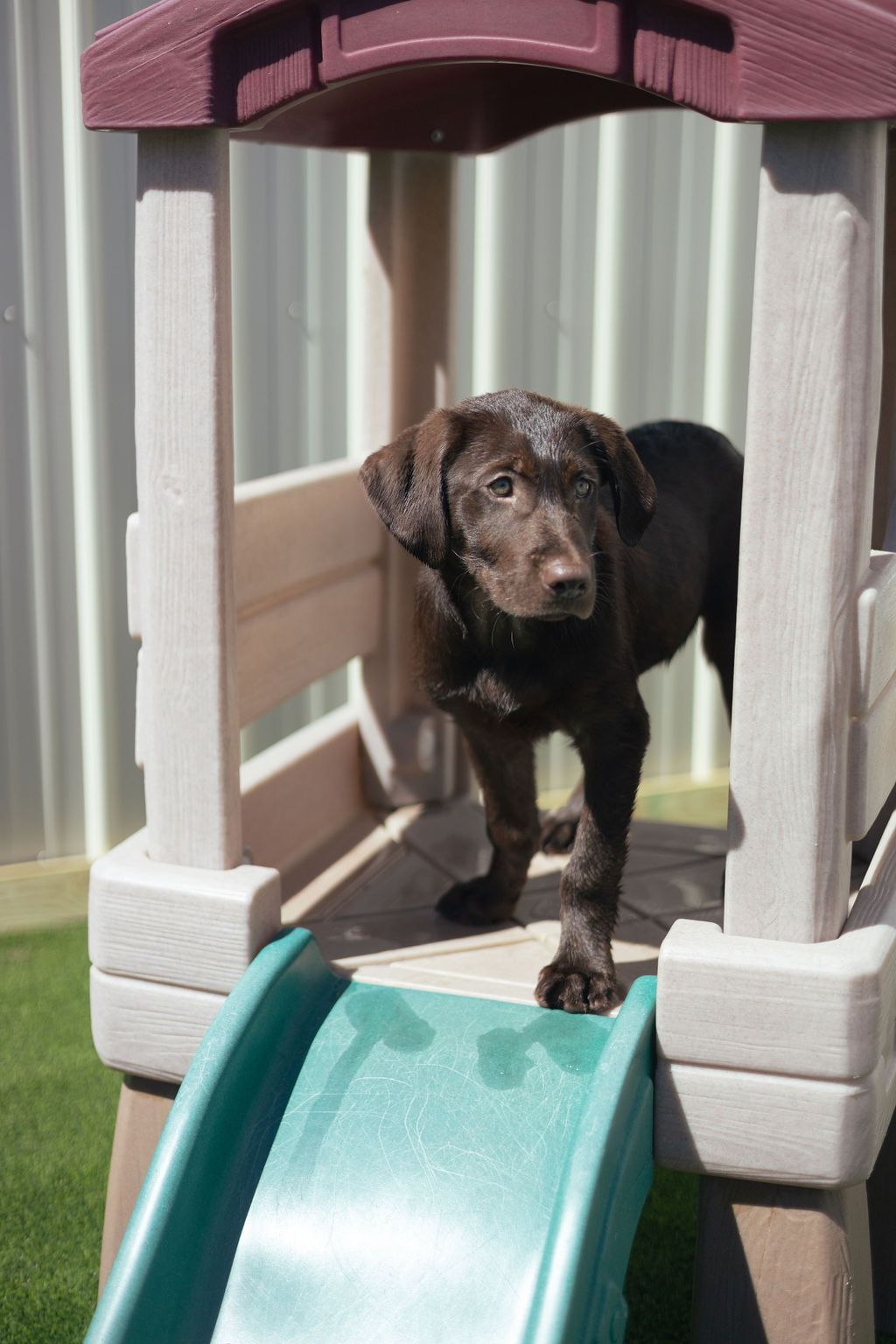 Chocolate Labrador standing on a child's playhouse structure, looking toward the viewer.