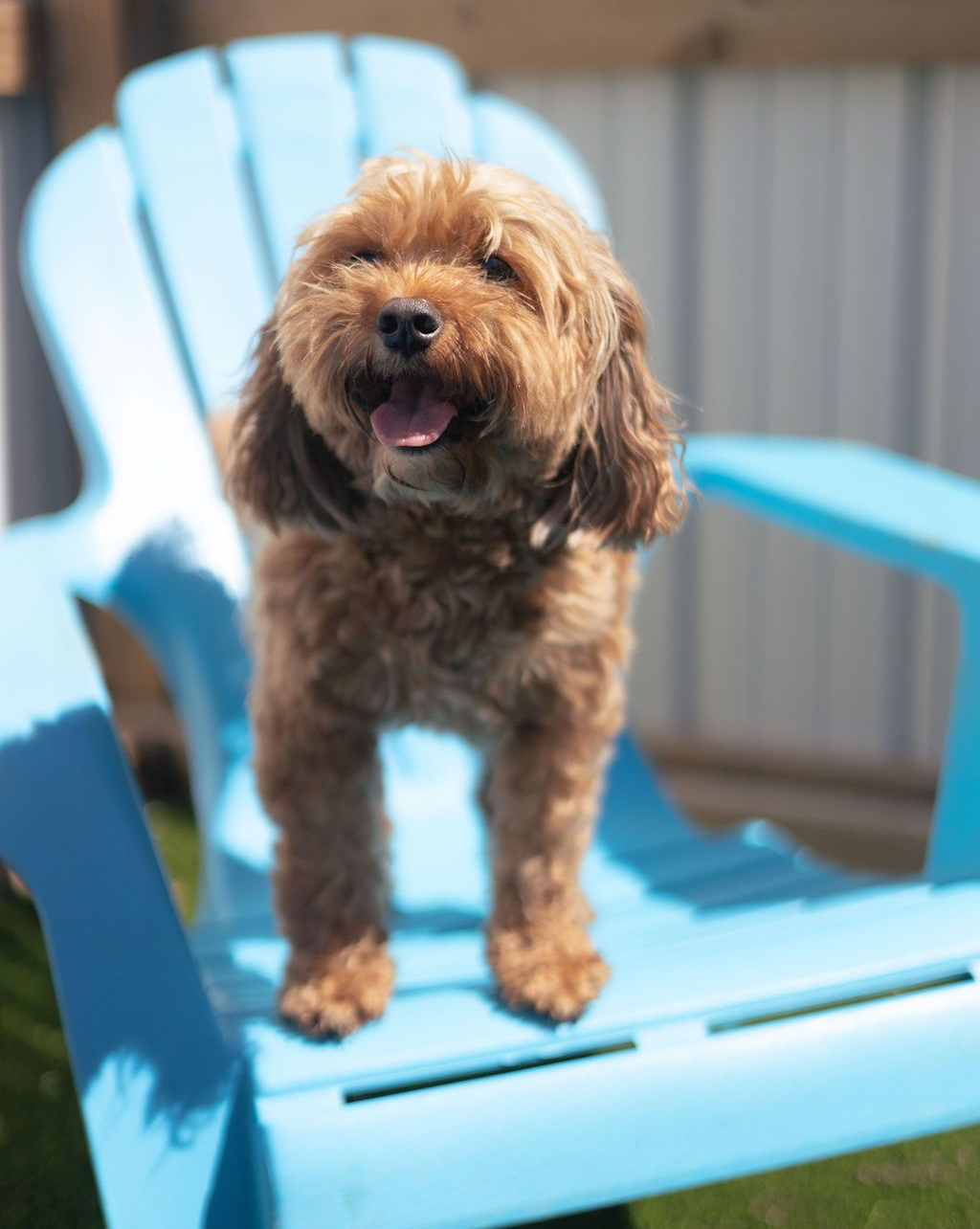 Brown dog with tongue out on a blue Adirondack chair in a sunny outdoor setting.
