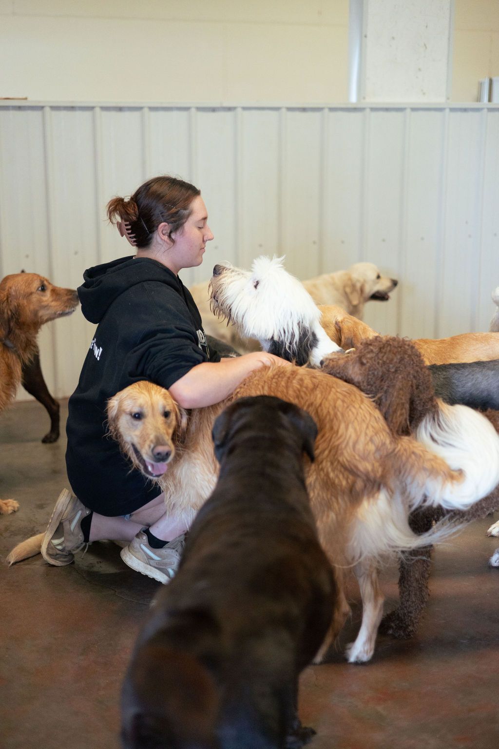 Woman petting multiple dogs in an indoor setting; golden retrievers, black lab, and fluffy white dog present.