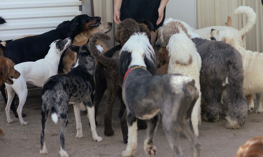 A large group of dogs of various breeds gathered outdoors, looking up.