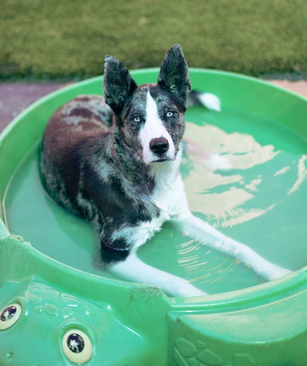 Dog with blue eyes, mottled black and white fur, in a green kiddie pool.