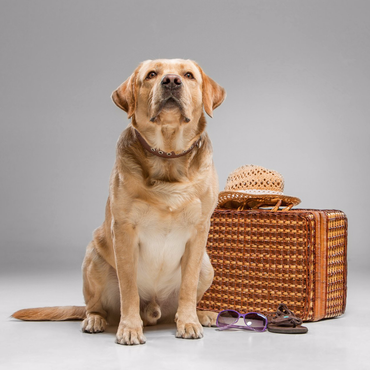 Yellow Labrador dog sitting by a suitcase, hat, shoes, and sunglasses, looking upwards.