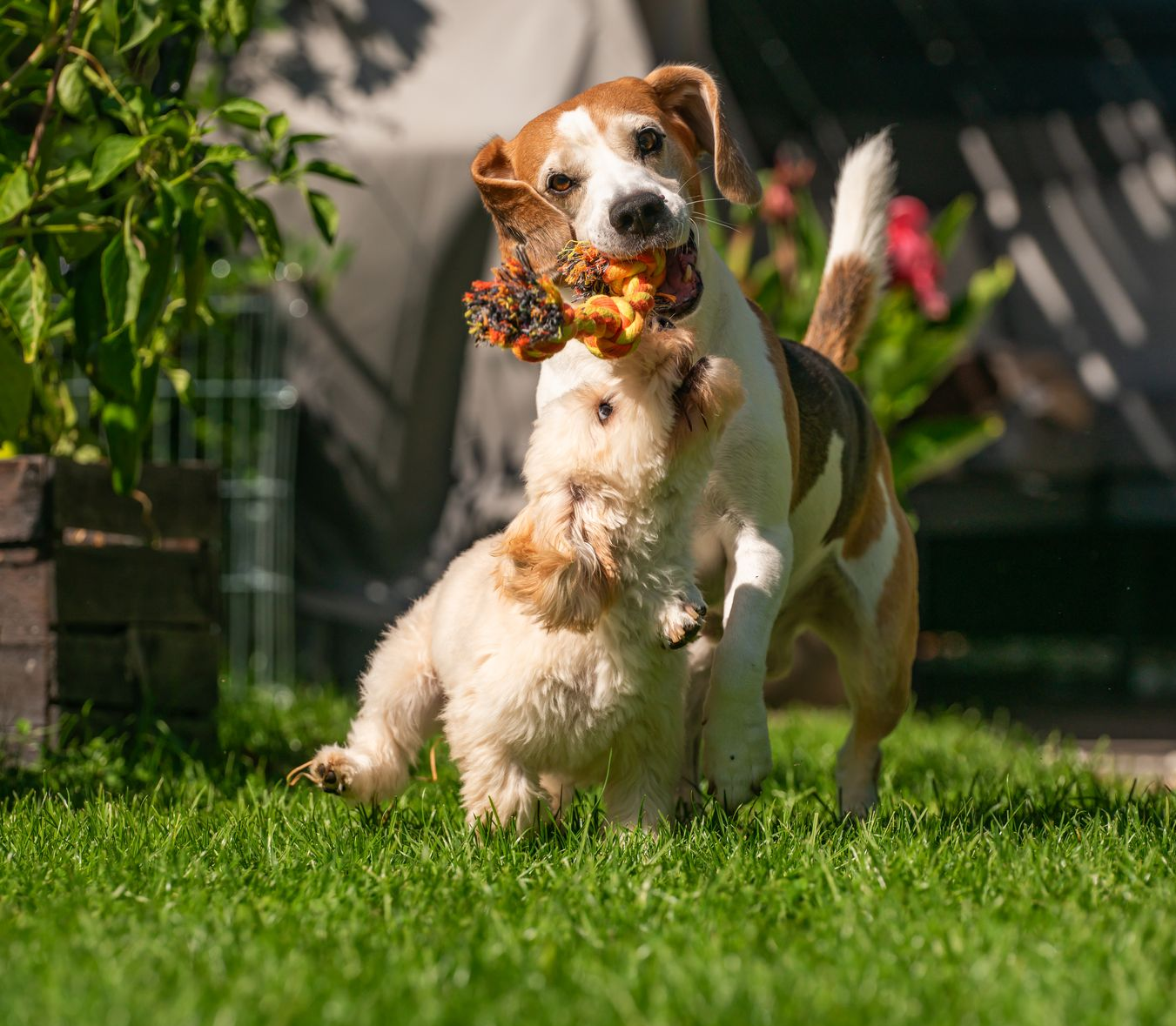 Two dogs play tug-of-war with a toy on a green lawn. One brown and white dog jumps, pulling the toy.