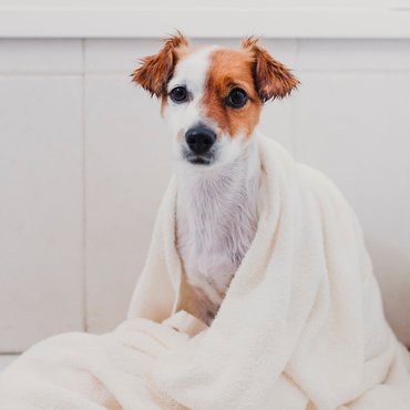 Jack Russell Terrier wrapped in a white towel, wet fur, looking at the camera.
