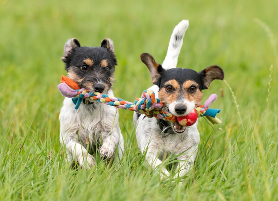Two Jack Russell Terriers running in grass, each holding a colorful rope toy.