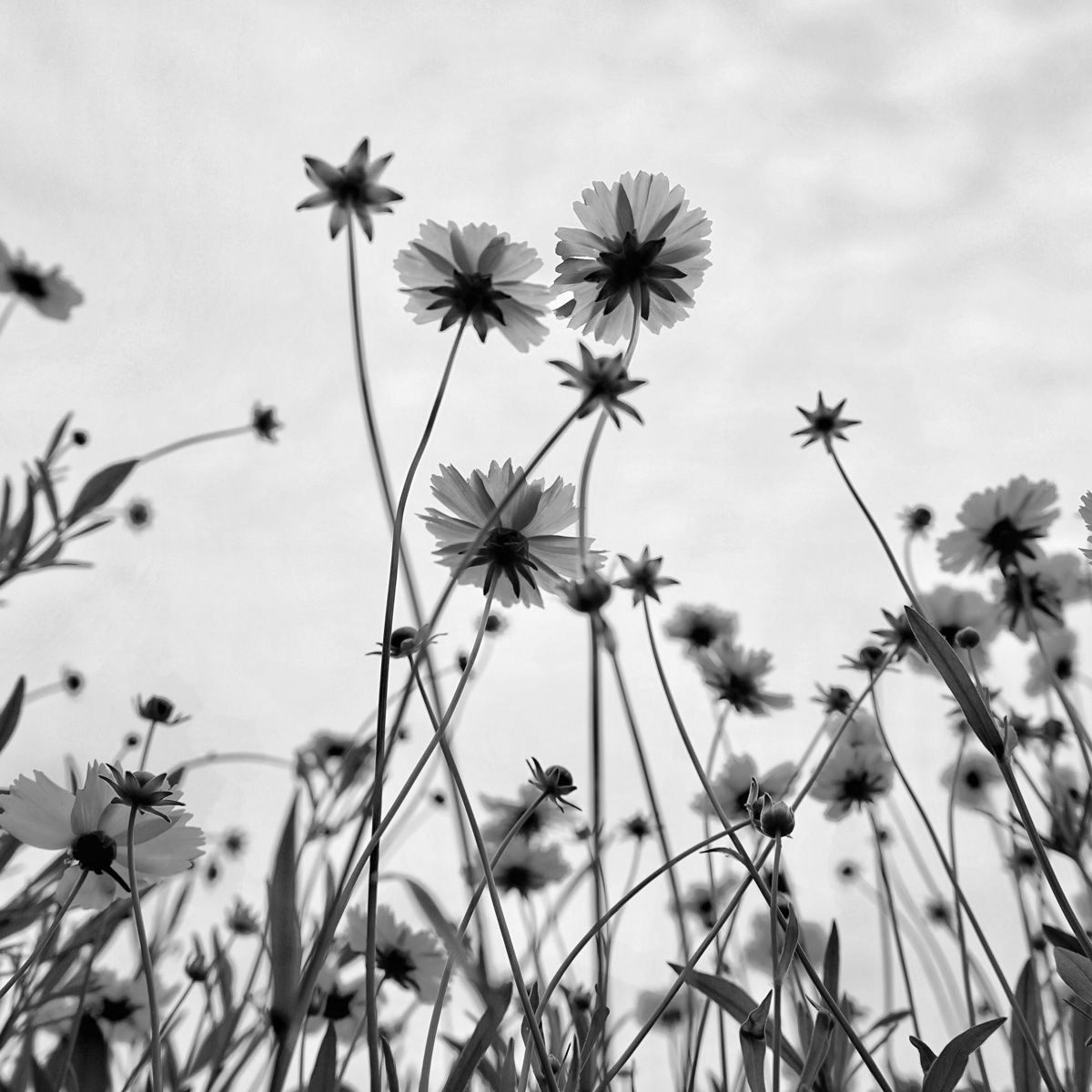 Black and white view of wildflowers reaching towards a cloudy sky.