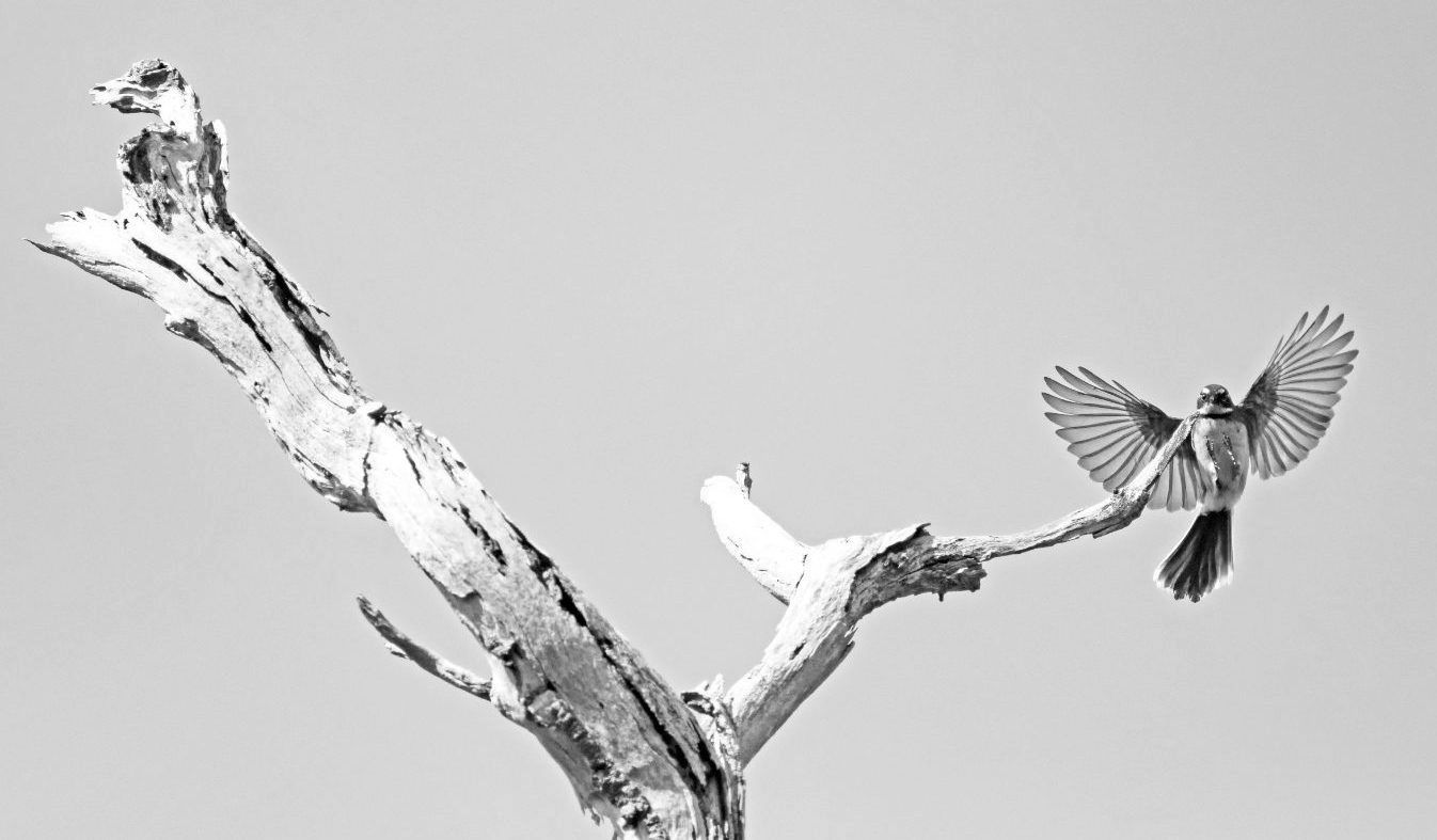 Bird flying from a bare tree branch. A second bird is perched on another branch. Monochrome, bright sky.