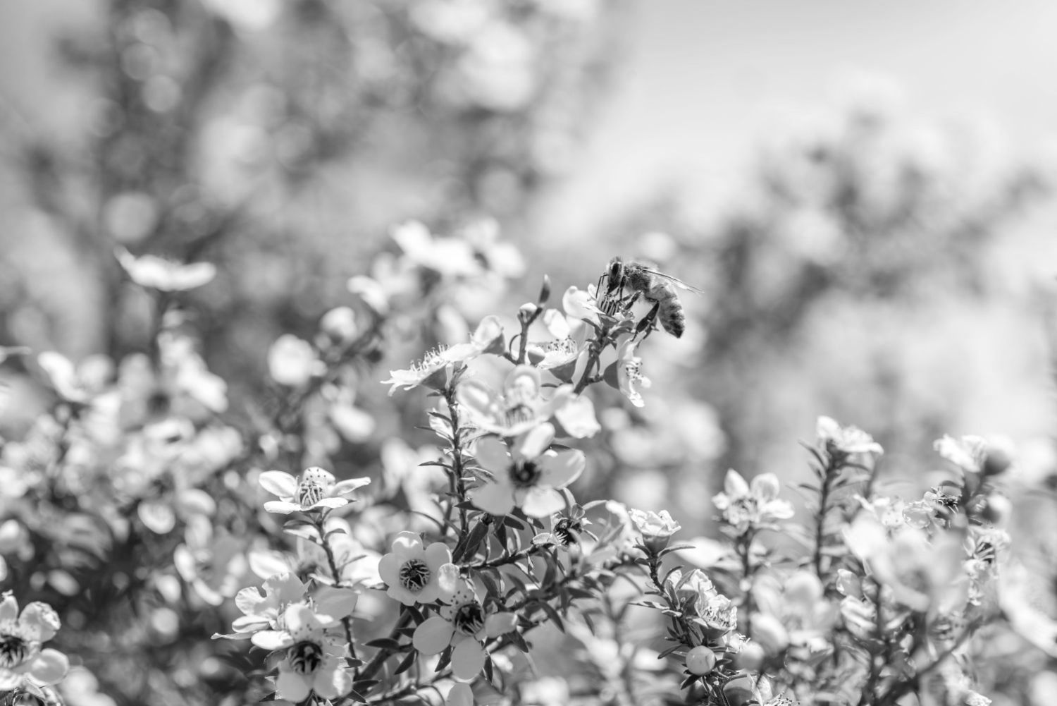 Bee pollinating white flowers in a bright, blurred environment; black and white photography.