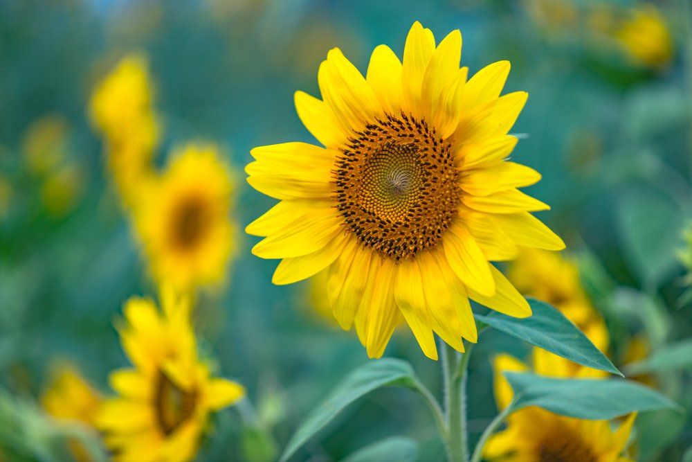 Field of Sunflowers — API Engineering in Wyong, NSW