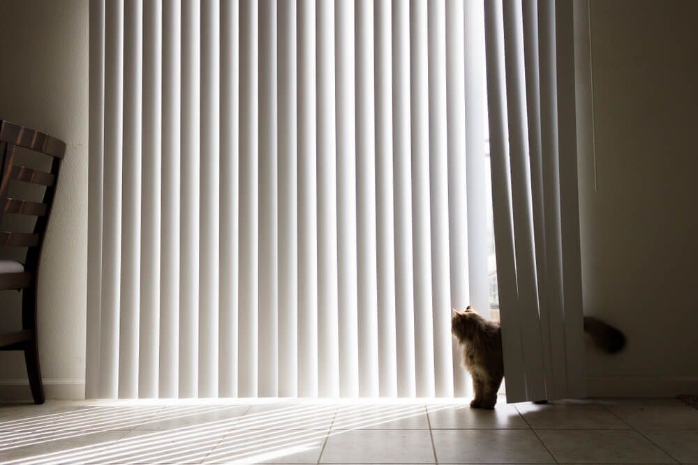 Playful Cat Amid Clean, White Vertical Blinds — Curtain & Blind Cleaners in Bayview Heights, QLD