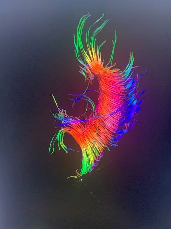 A rainbow colored feather is floating in the air