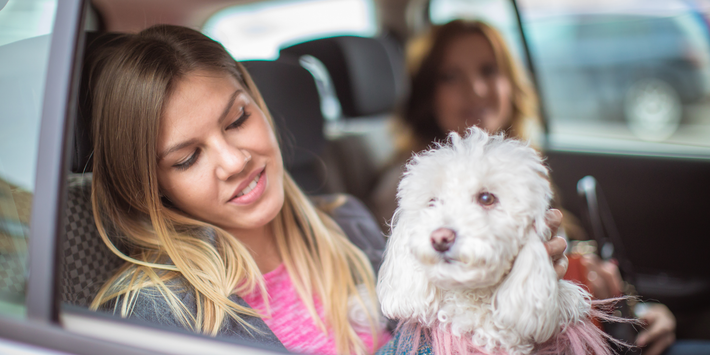 A woman is sitting in the back seat of a car holding a small white dog.