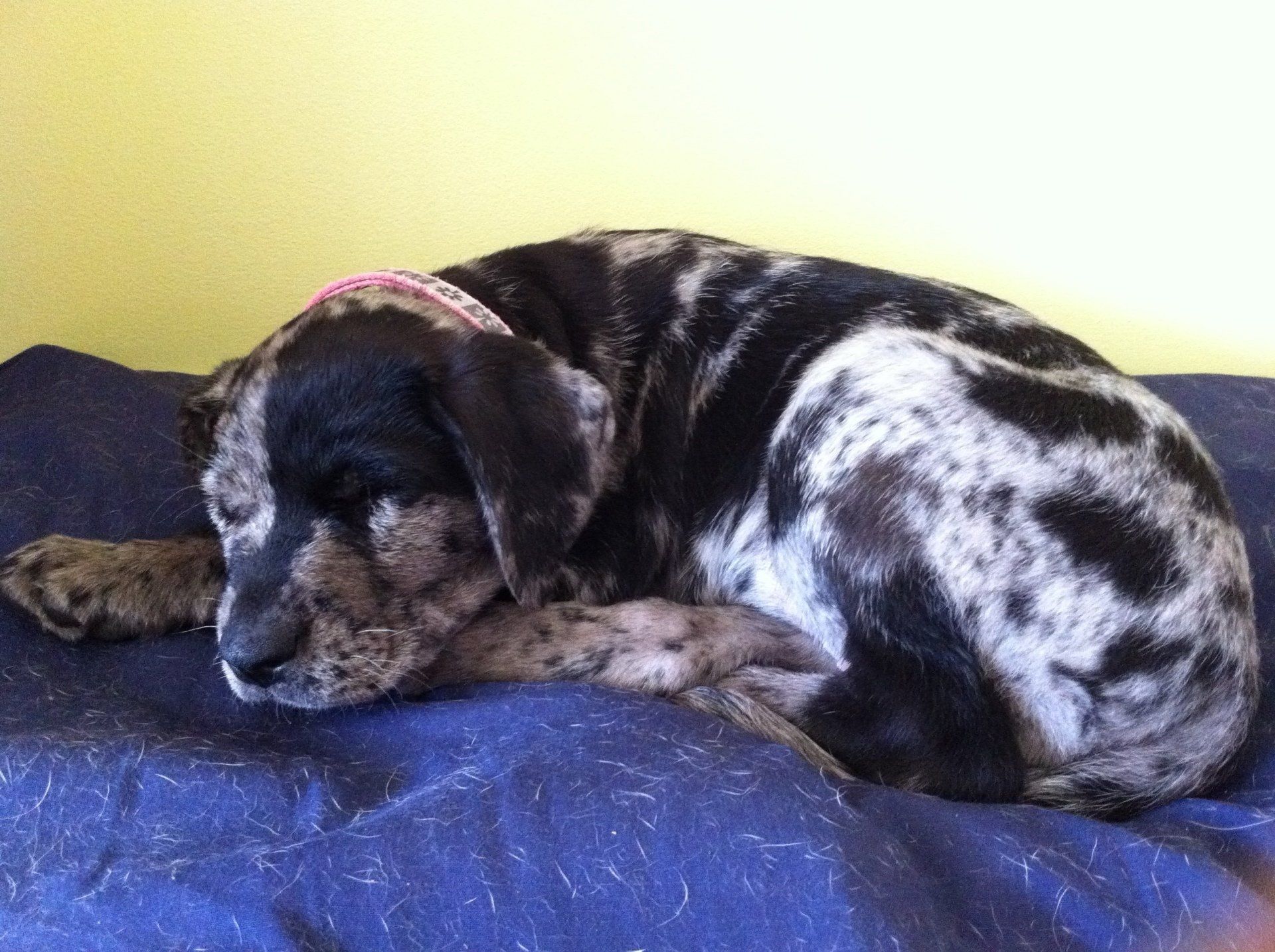 A black and white dog is laying on a blue blanket.