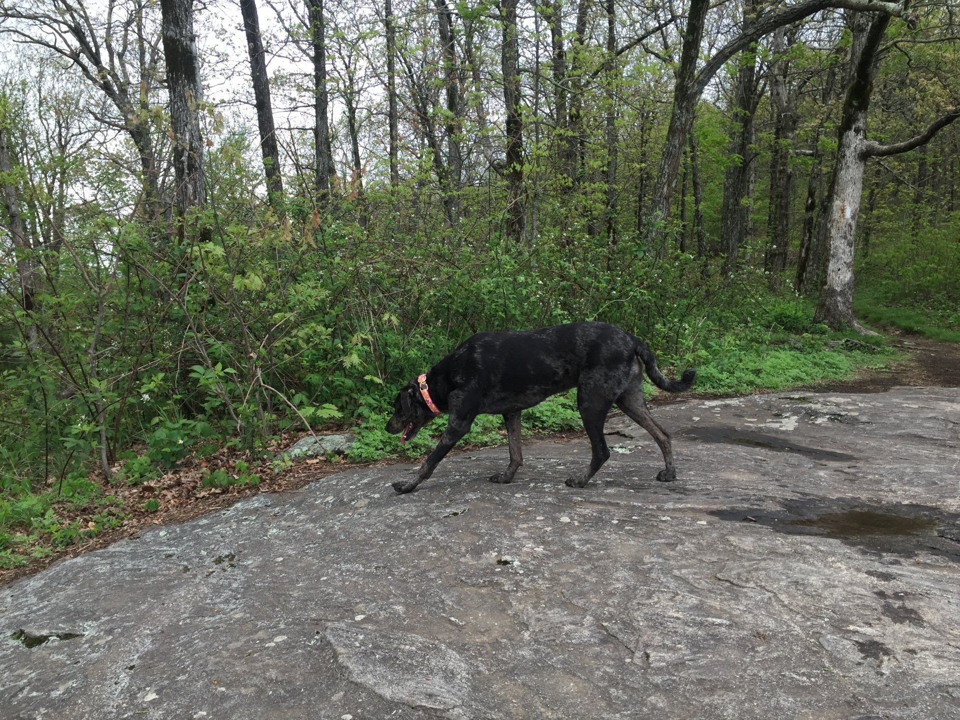 A black dog is walking on a rock in the woods.