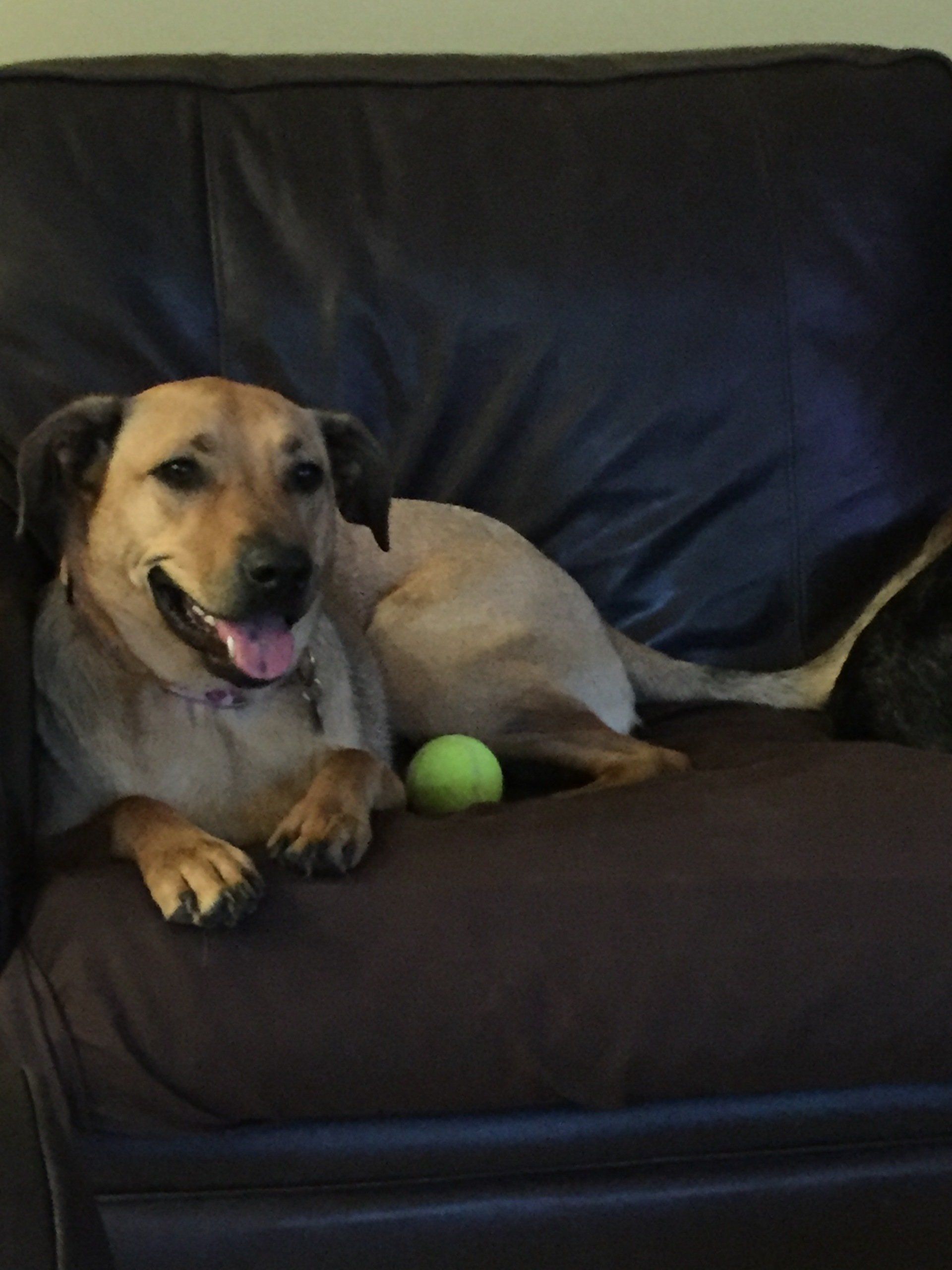 A dog laying on a couch next to a tennis ball