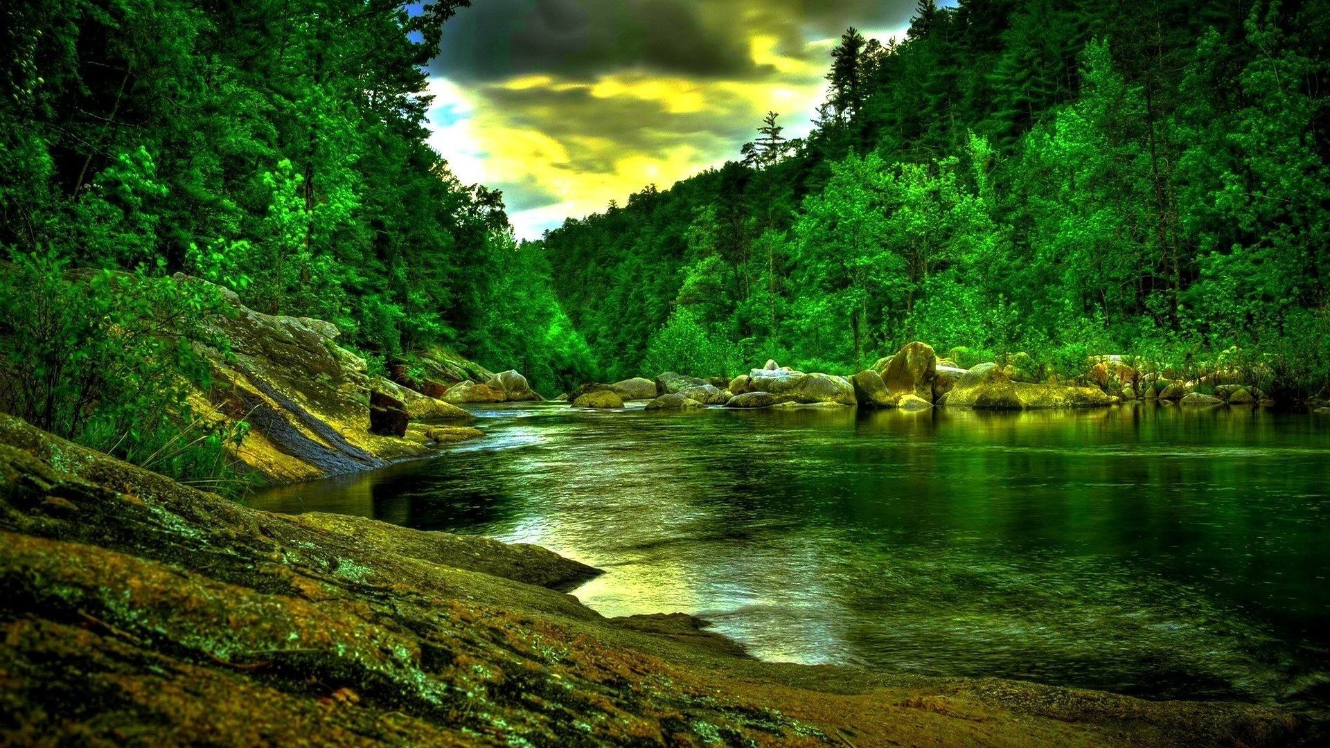 A river surrounded by trees and rocks in the middle of a forest.
