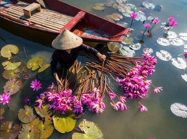 A woman is sitting in a boat surrounded by water lilies.