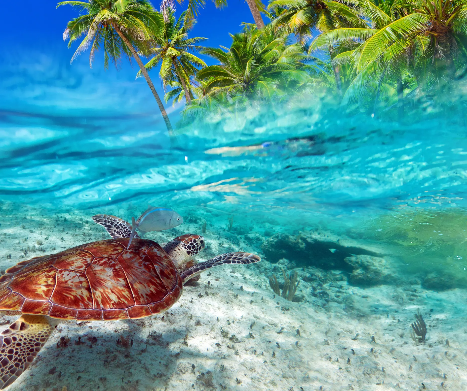 A sea turtle is swimming in the ocean near a tropical island.