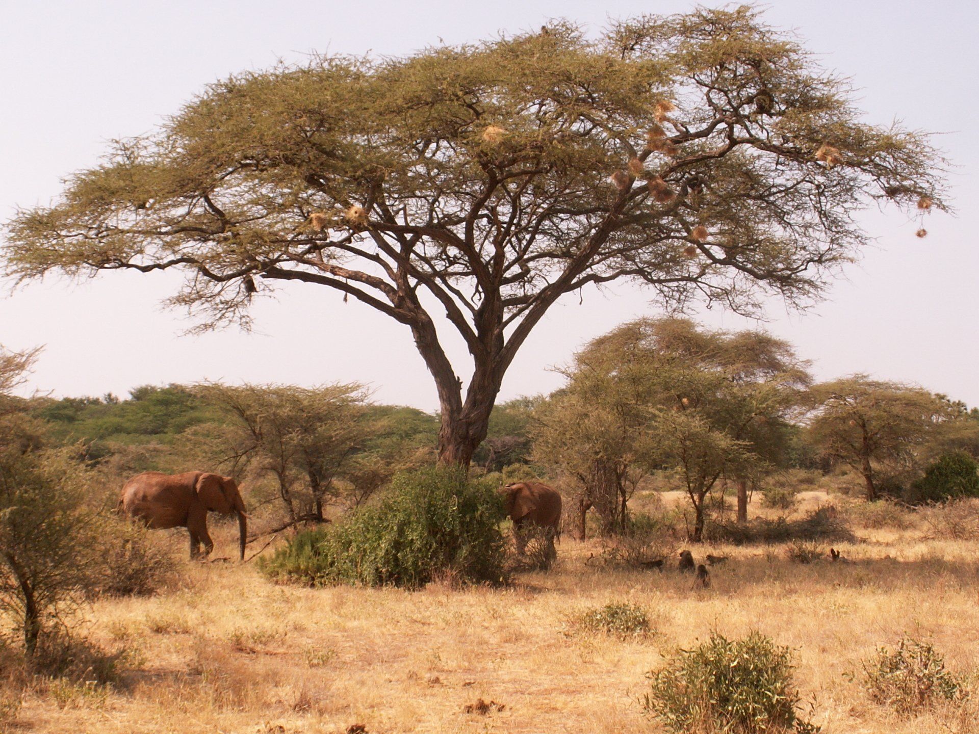 Kenya Safari, Samburu, elephants