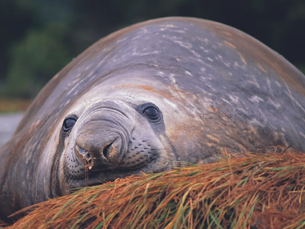 Patagonia, Elephant seal
