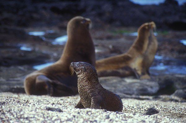 Galapagos, sea lions