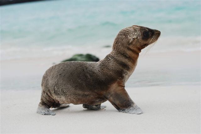 Galapagos Safari, Seal